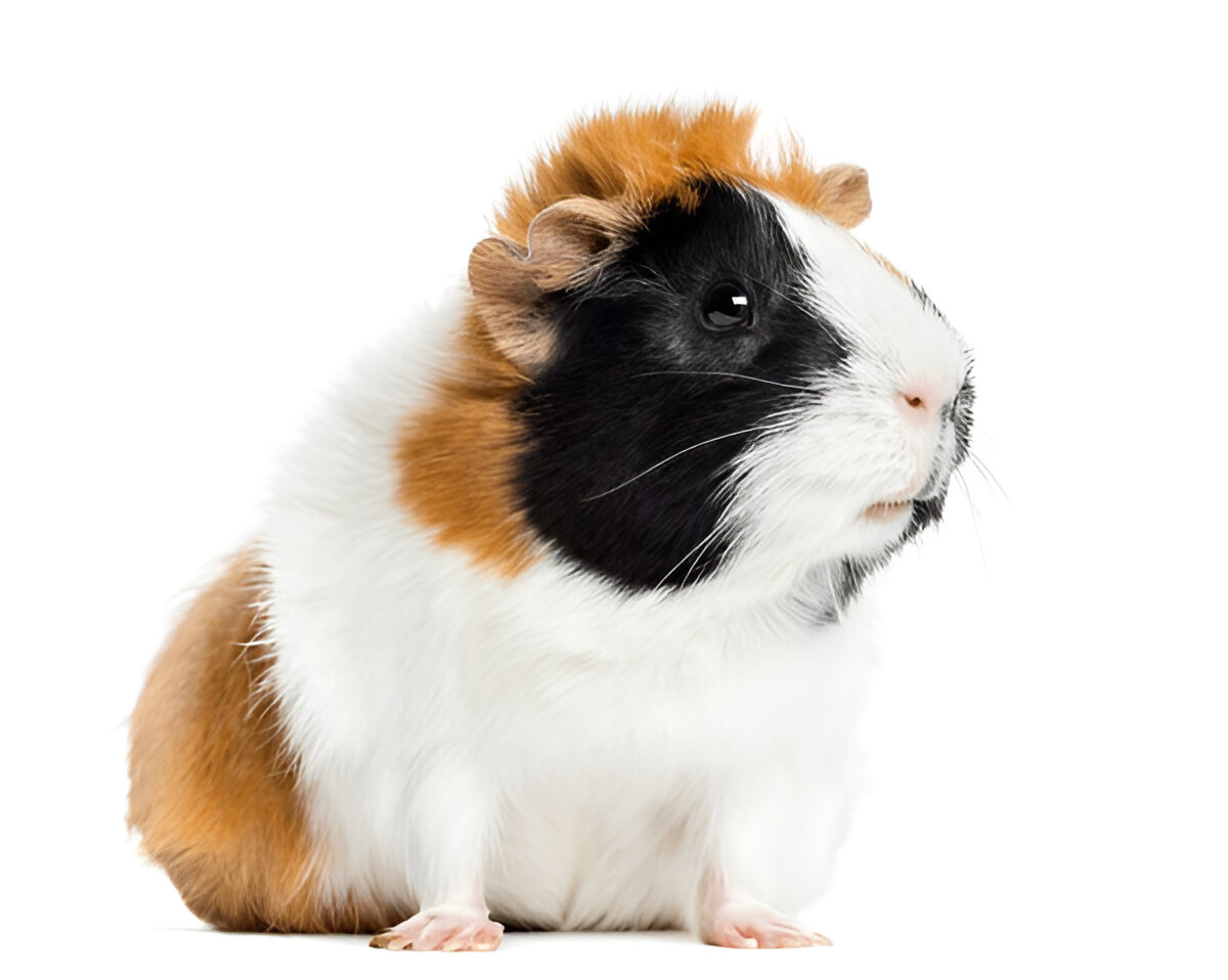 Home steptodown.com127683