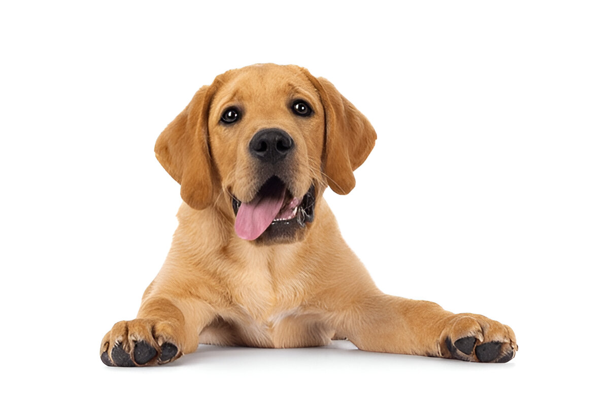 Home steptodown.com662024