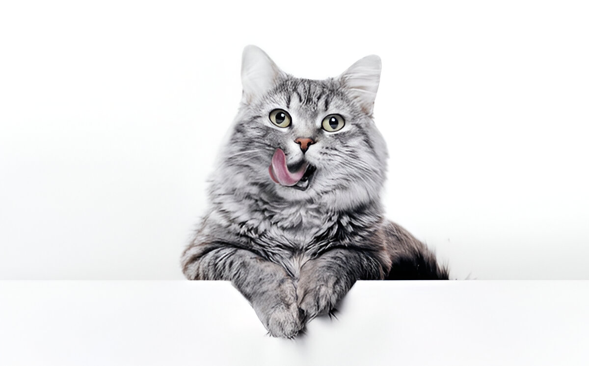 Home steptodown.com675527